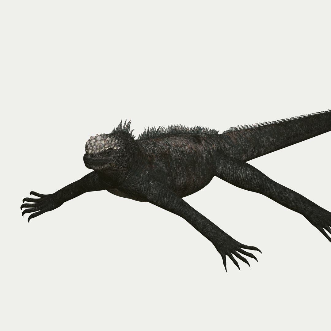 marine iguana 3d model https://p.turbosquid.com/ts-thumb/Uf/Iaog0W/RXsn97Q3/i07/jpg/1406693146/1920x1080/fit_q87/e9051896053f303764bb0d6bd27decf72fb55e5d/i07.jpg