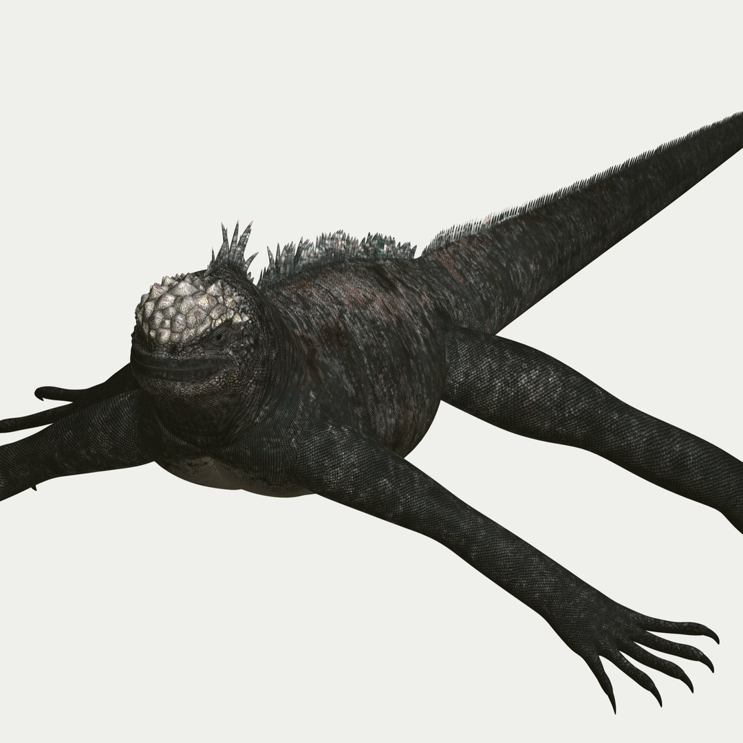 marine iguana 3d model https://p.turbosquid.com/ts-thumb/Uf/Iaog0W/SbLnd5wg/i46/jpg/1406693147/1920x1080/fit_q87/f6302be52c4d9b797ebc7b0d79447f9a59802ac9/i46.jpg