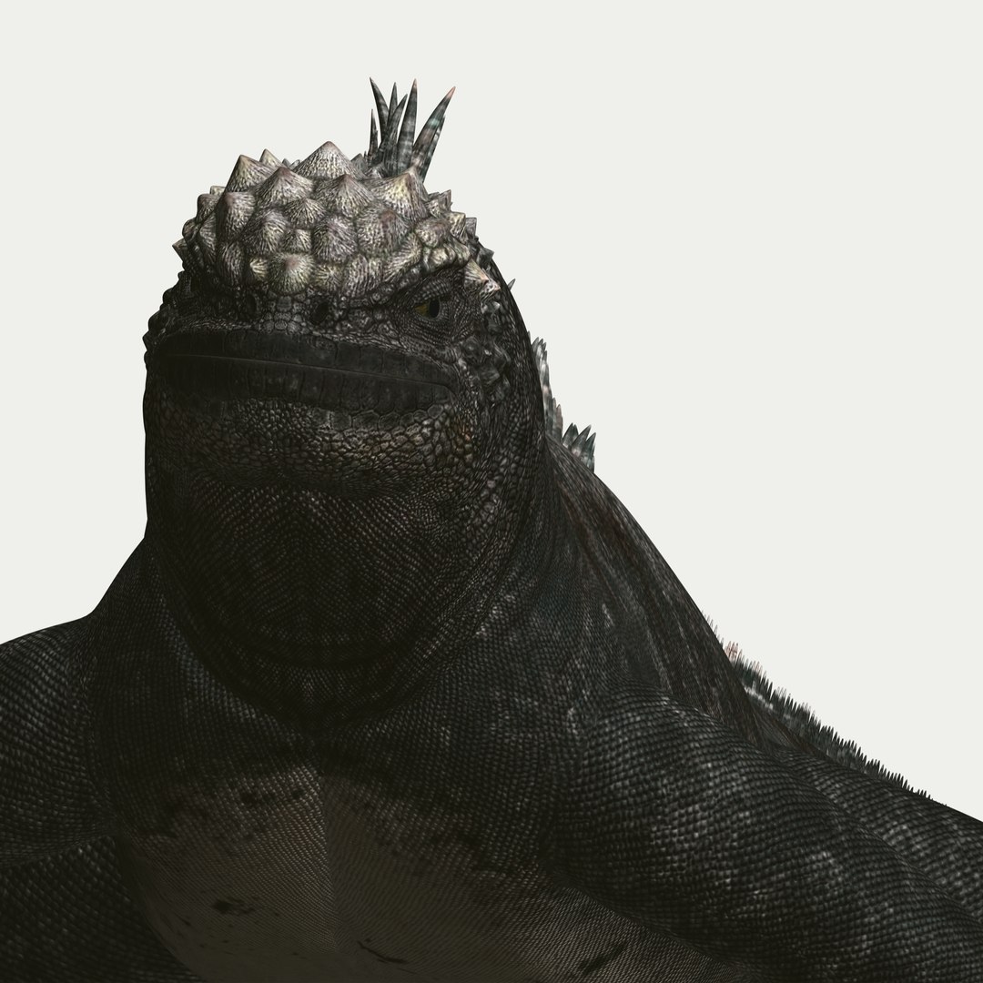 marine iguana 3d model https://p.turbosquid.com/ts-thumb/Uf/Iaog0W/SsqWwIo2/i11/jpg/1406693146/1920x1080/fit_q87/bda57a704432fa613bdb5a87894dbaad1498ac2e/i11.jpg