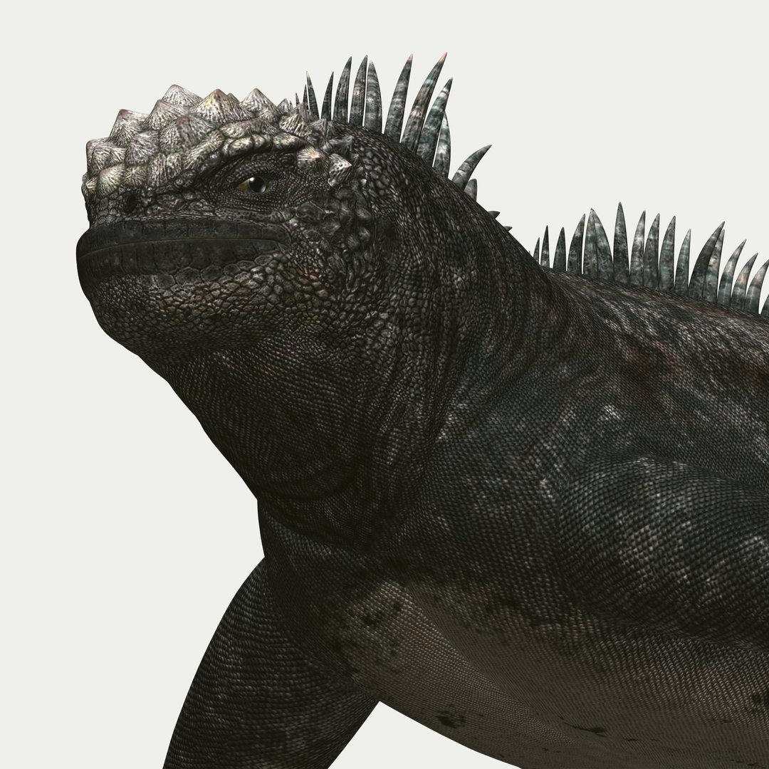 marine iguana 3d model https://p.turbosquid.com/ts-thumb/Uf/Iaog0W/SyGXq6YL/i48/jpg/1406693147/1920x1080/fit_q87/bc9d0240d31018cf0f7e59bf779088db9b95ece7/i48.jpg