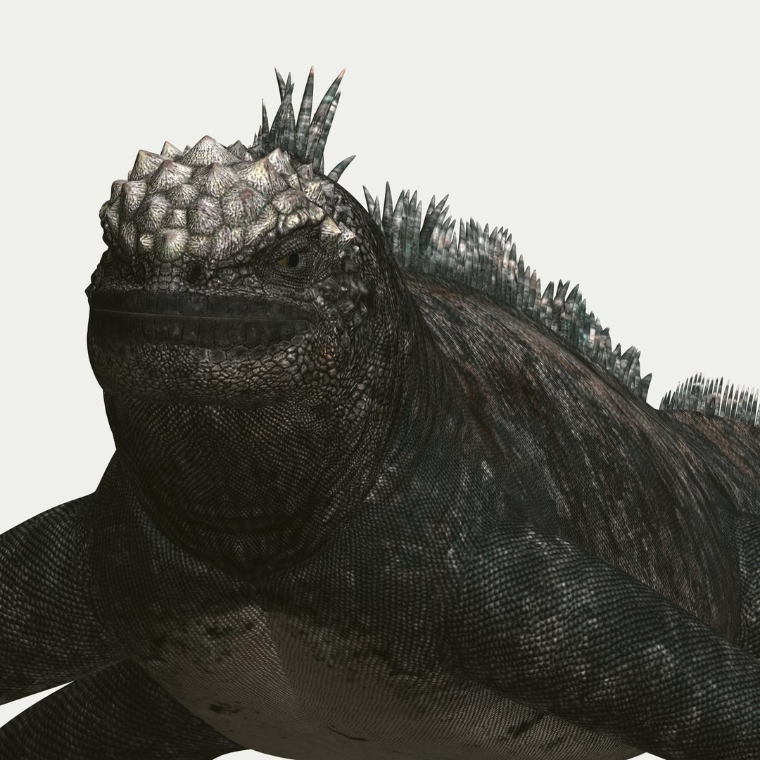 marine iguana 3d model https://p.turbosquid.com/ts-thumb/Uf/Iaog0W/aisY2vLW/i49/jpg/1406693147/1920x1080/fit_q87/659355816d409040f30299014f929394e03a77a6/i49.jpg