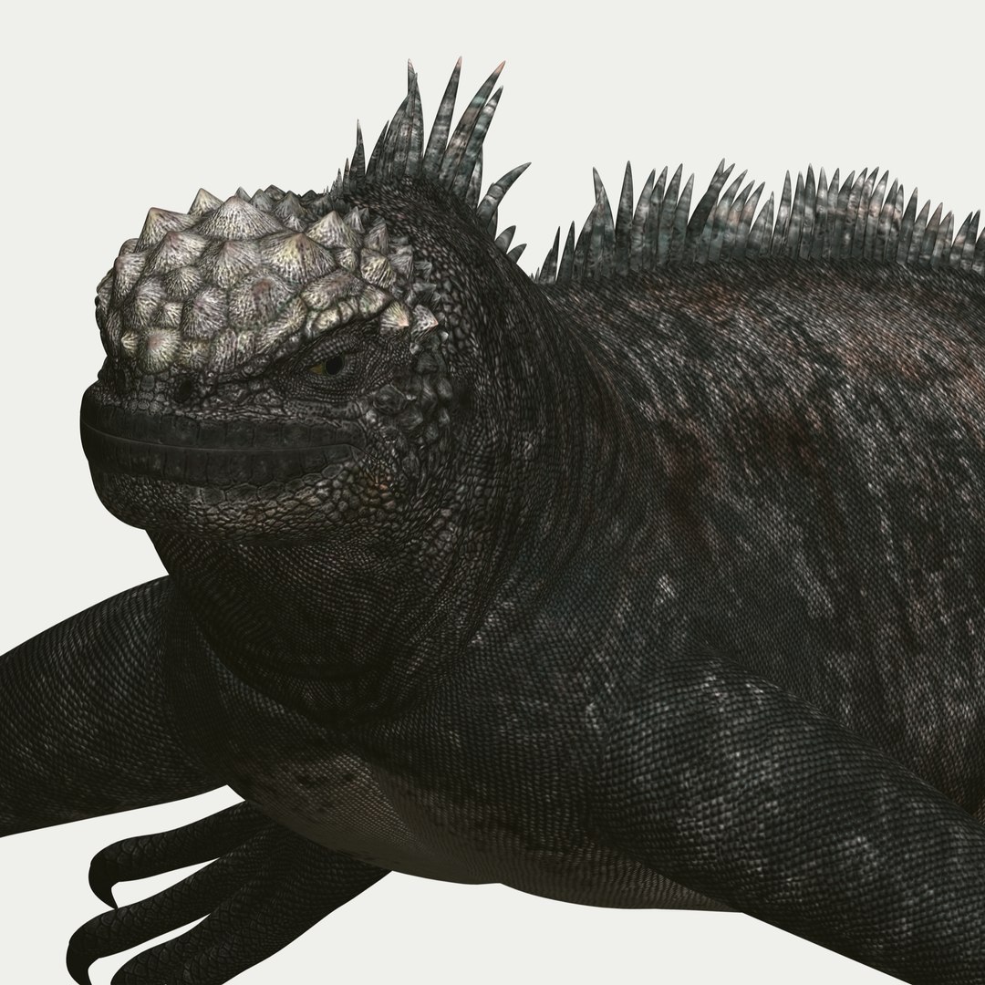 marine iguana 3d model https://p.turbosquid.com/ts-thumb/Uf/Iaog0W/h4zvYd1A/i10/jpg/1406693146/1920x1080/fit_q87/7bb468ef13f4ff4b102f5a16ff8a68de5c913d5f/i10.jpg