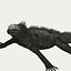 Iguane marin