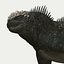 Iguane marin