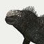 Iguane marin