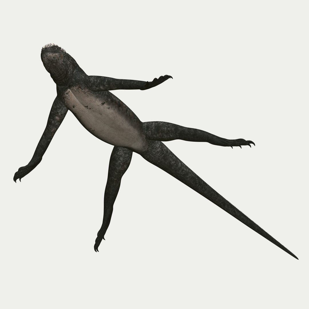 marine iguana 3d model https://p.turbosquid.com/ts-thumb/Uf/Iaog0W/qd1hw898/i14/jpg/1406693146/1920x1080/fit_q87/47ca39cd71a0d6ad301a2b7c10016e881b5164e0/i14.jpg