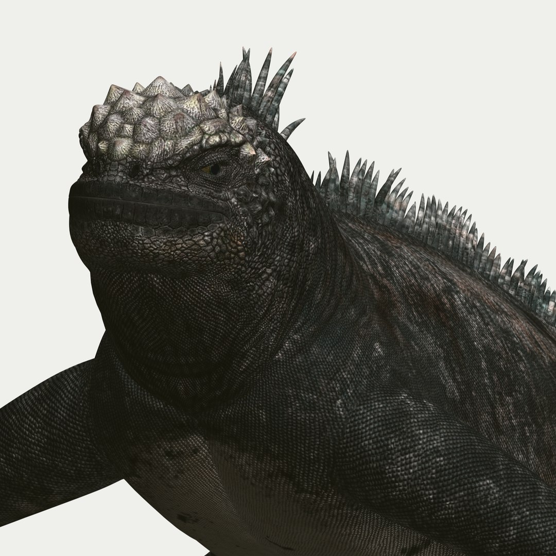 marine iguana 3d model https://p.turbosquid.com/ts-thumb/Uf/Iaog0W/qlxB0OGf/i12/jpg/1406693146/1920x1080/fit_q87/767a5562499f84f8a434bd6fbc0011f1b3df182d/i12.jpg