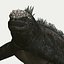 Iguane marin