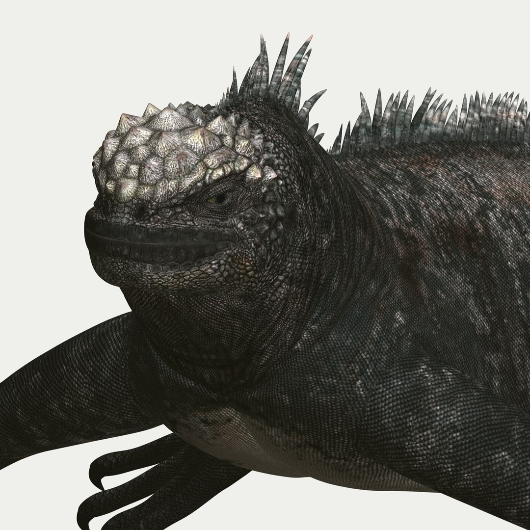 marine iguana 3d model https://p.turbosquid.com/ts-thumb/Uf/Iaog0W/v3Qh0Pq6/i44/jpg/1406693147/1920x1080/fit_q87/4ed22e9d36243e4bdcea29fb99872cc8b87ec6ce/i44.jpg