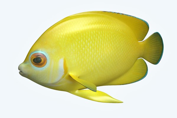 Angle fish 17 3D - TurboSquid 1208441