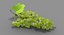 Green_Grapes