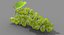 Green_Grapes