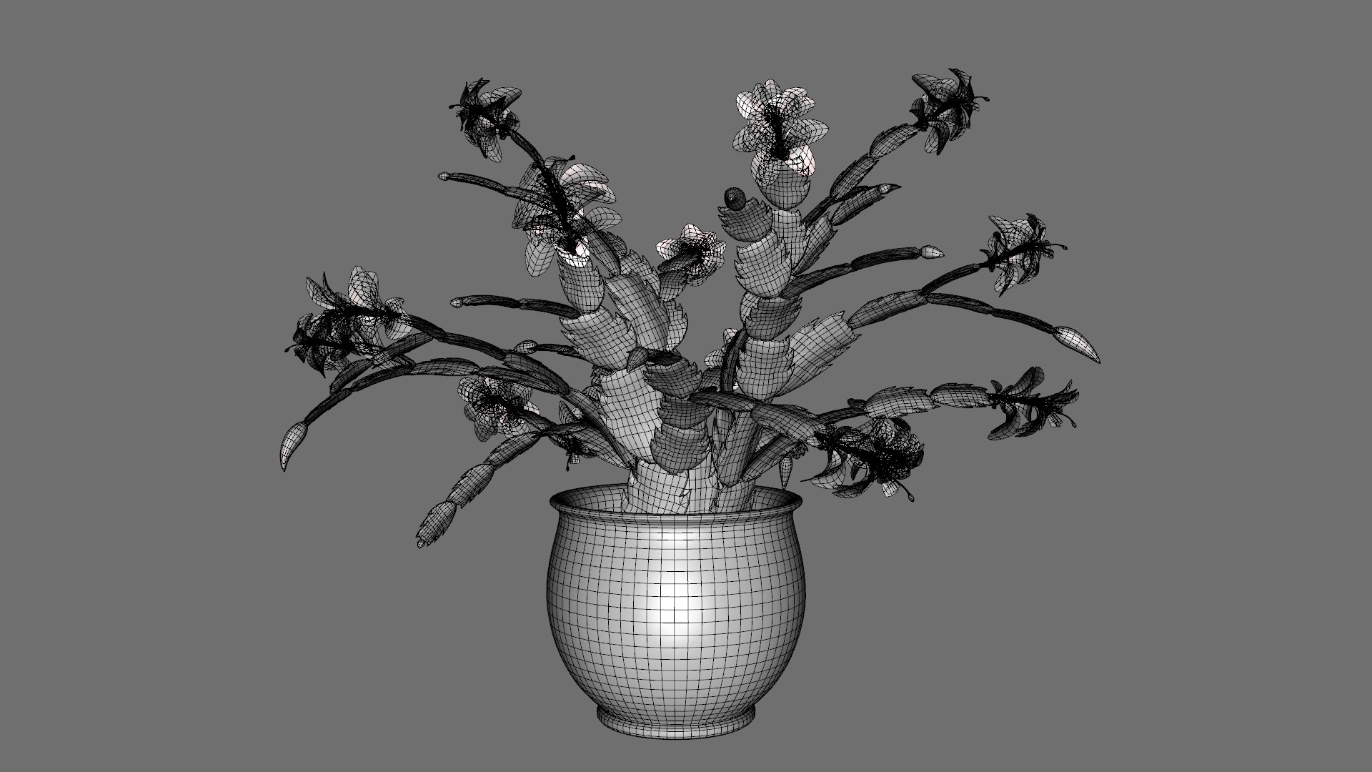 3D Schlumbergera Christmas Cactus Plant Flower Low-poly 3D model model https://p.turbosquid.com/ts-thumb/Ug/5dNXRO/19/ww/png/1734090780/1920x1080/fit_q87/3101d1a1f4fb7e8eb5825cc3ef2a9f54fc3bf50b/ww.jpg
