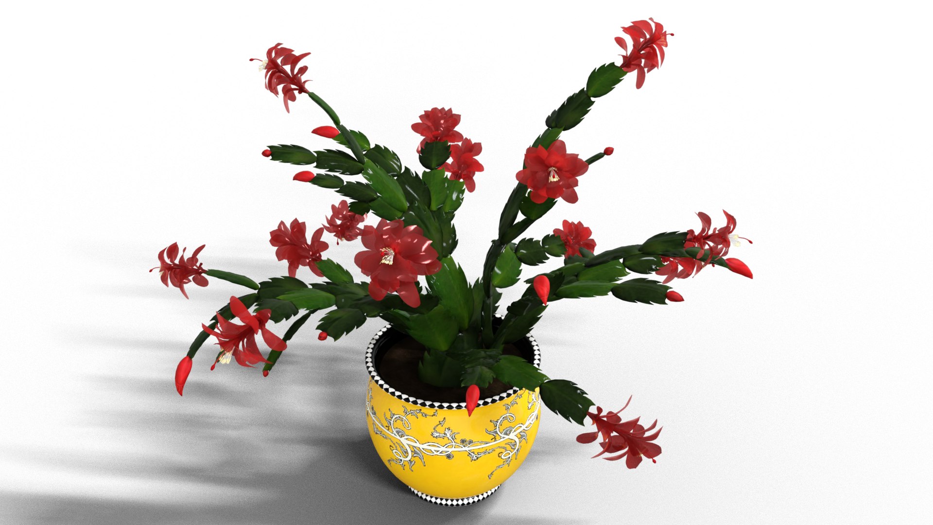 3D Schlumbergera Christmas Cactus Plant Flower Low-poly 3D model model https://p.turbosquid.com/ts-thumb/Ug/5dNXRO/eT/8/png/1734090779/1920x1080/fit_q87/0e20ca13b0ae5c100e4825f40bd7aeb32535252b/8.jpg