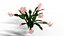 Schlumbergera cacto de natal planta flor modelo 3D low-poly