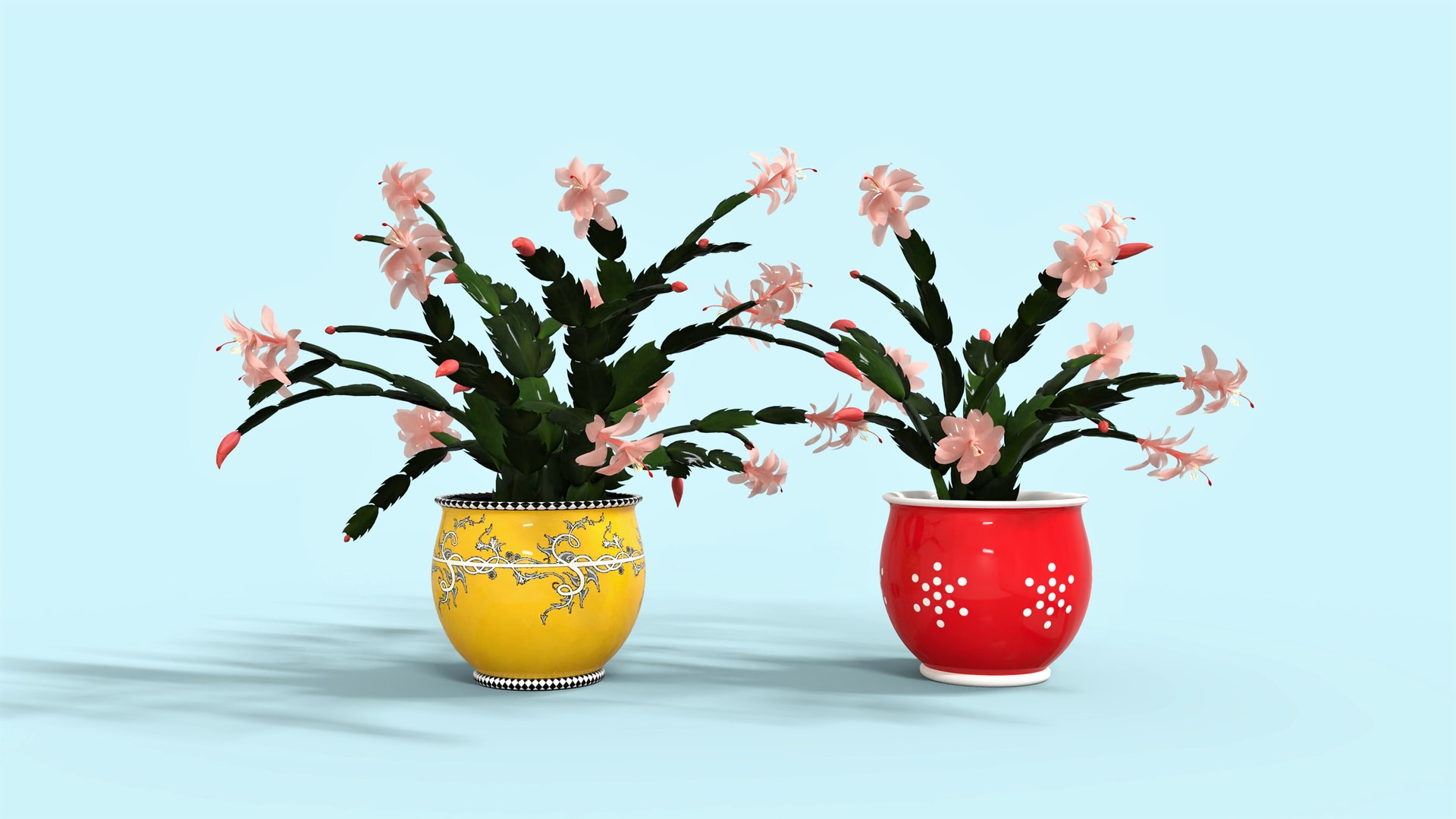 3D Schlumbergera Christmas Cactus Plant Flower Low-poly 3D model model https://p.turbosquid.com/ts-thumb/Ug/5dNXRO/sA/p/png/1734090778/1920x1080/fit_q87/66ff2e07215ceb1ee3473e8e407ce059c9f7f4e1/p.jpg