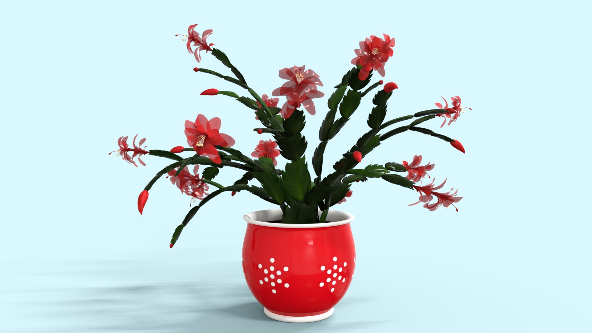 3D Schlumbergera Christmas Cactus Plant Flower Low-poly 3D model model https://p.turbosquid.com/ts-thumb/Ug/5dNXRO/vF/1/png/1734090776/1920x1080/fit_q87/ec6b3742721dcf2506a3a0cec8e4ce1c017e363c/1.jpg