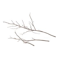 Branches 4