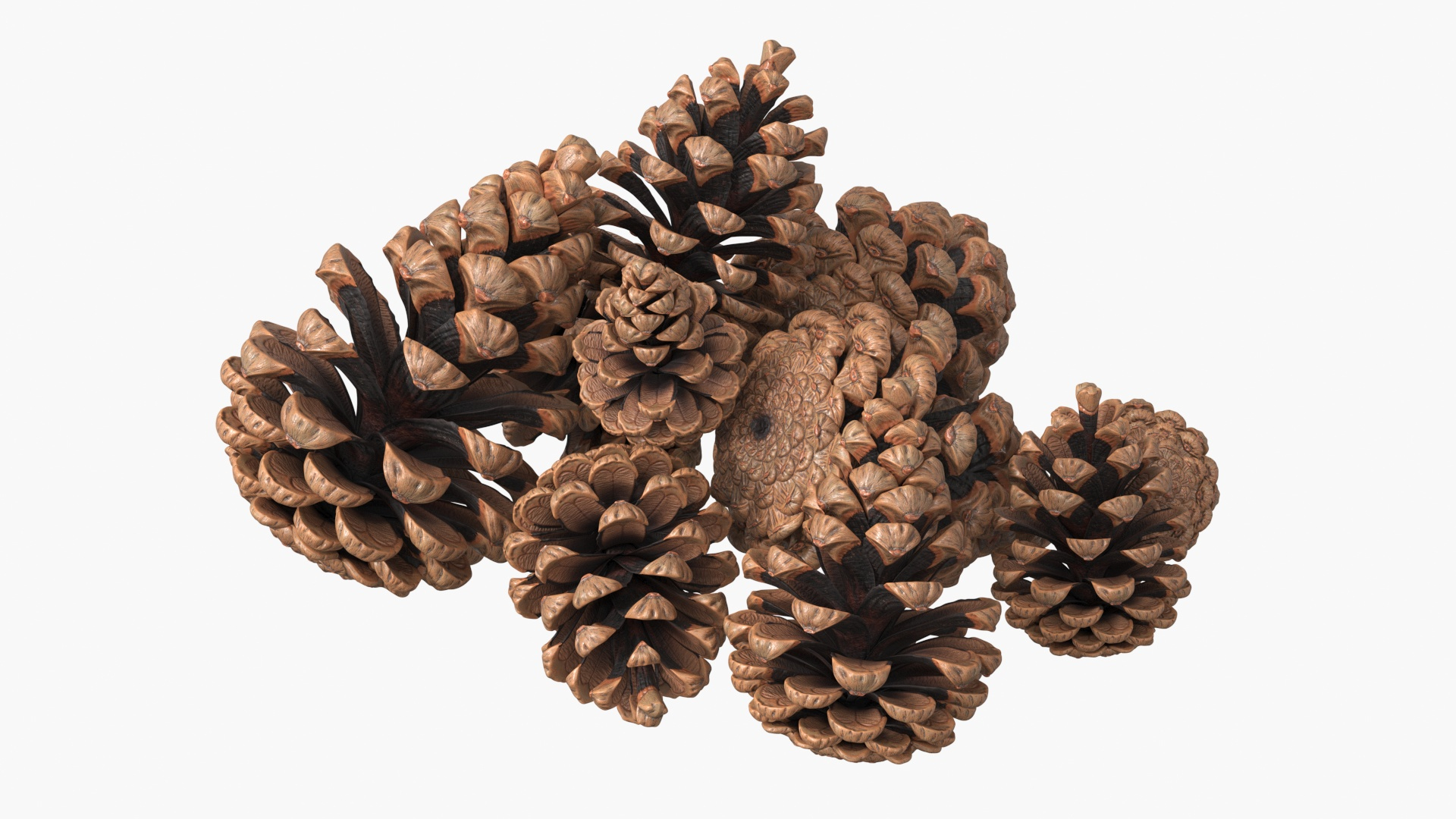 3D Pine Cones Pile with Open Scales Brown https://p.turbosquid.com/ts-thumb/Ug/DPVnta/0L/pine_cones_pile_with_open_scales_brown_360/jpg/1771317314/1920x1080/turn_fit_q99/aae3ab55aa502c0517d8b8882dde77405700a17d/pine_cones_pile_with_open_scales_brown_360-1.jpg