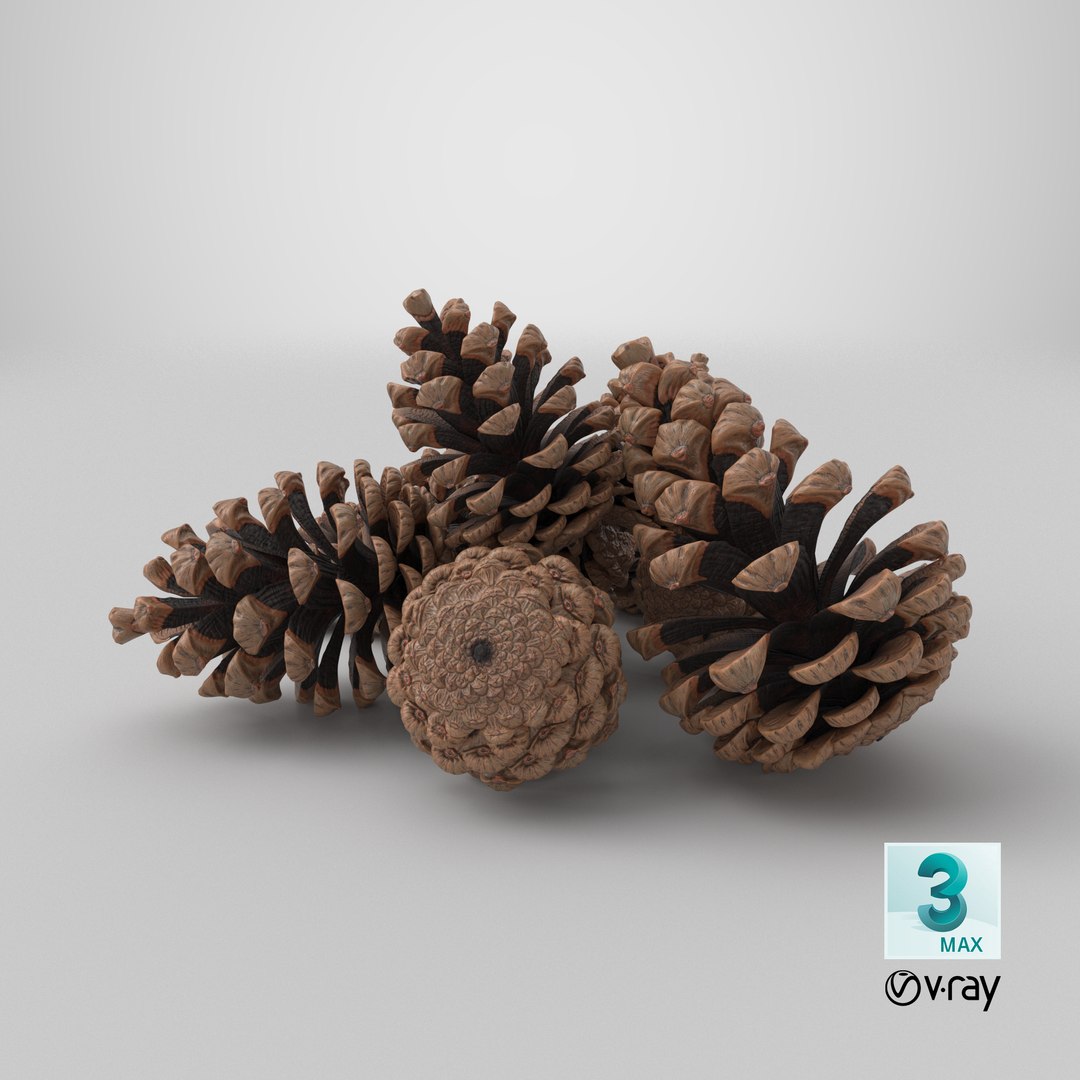 3D Pine Cones Pile with Open Scales Brown https://p.turbosquid.com/ts-thumb/Ug/DPVnta/2x/stemcell_max_vray_render/png/1772473058/1920x1080/fit_q87/a0729cabb5fc1962380d0c60ac9e8cc5ab821d91/stemcell_max_vray_render.jpg