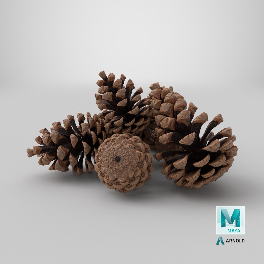 3D Pine Cones Pile with Open Scales Brown https://p.turbosquid.com/ts-thumb/Ug/DPVnta/4l/stemcell_maya_arnold_render/png/1772473051/1920x1080/fit_q87/f93c23134ca18366f6012834c643d166c4b580e3/stemcell_maya_arnold_render.jpg