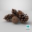 Pine Cones Pile with Open Scales Brown