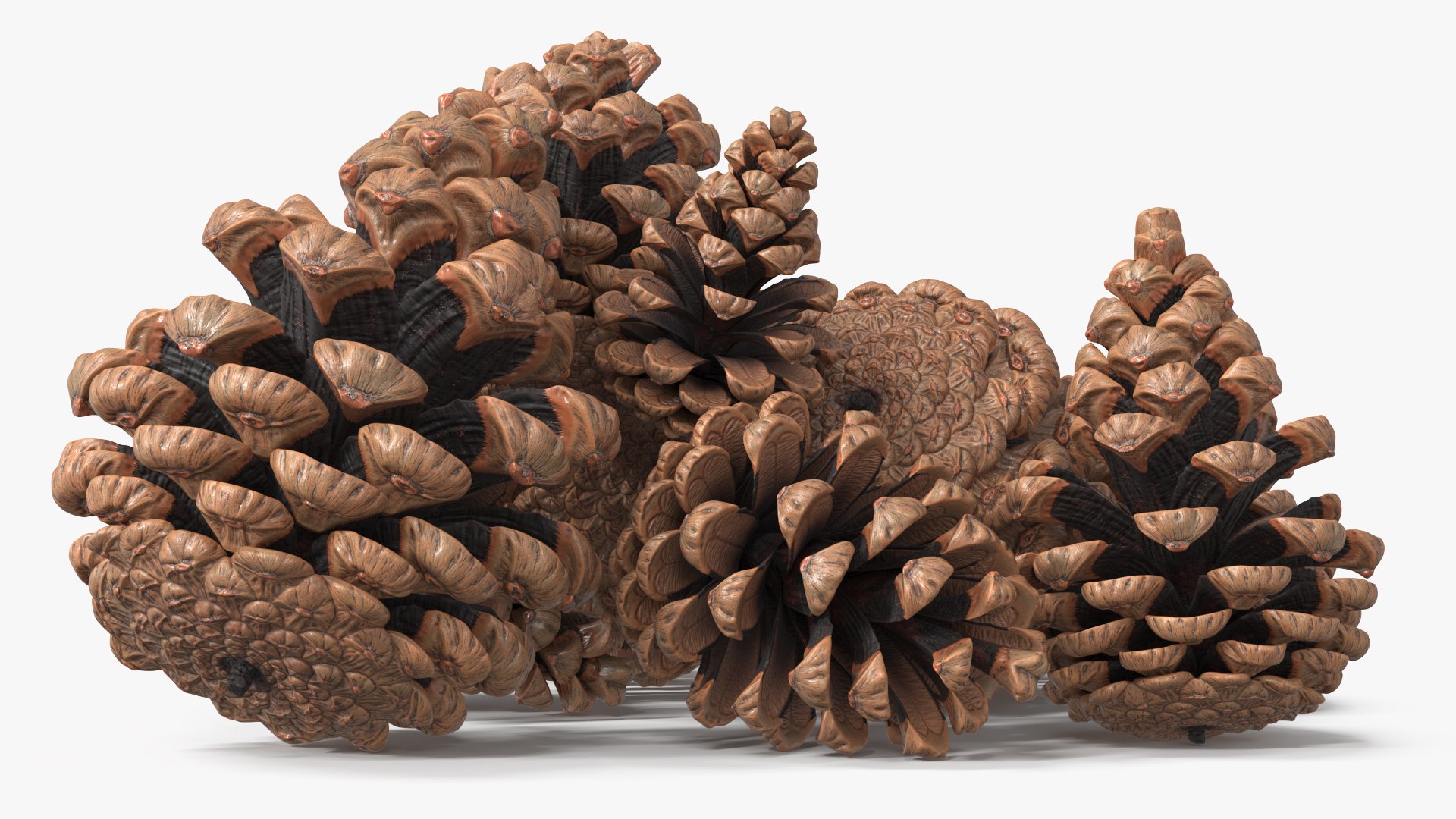 3D Pine Cones Pile with Open Scales Brown https://p.turbosquid.com/ts-thumb/Ug/DPVnta/PD/pine_cones_pile_with_open_scales_brown_004/jpg/1771317379/1920x1080/fit_q87/ace3c04fa6beba926c08a8d41037bdb7227f4588/pine_cones_pile_with_open_scales_brown_004.jpg