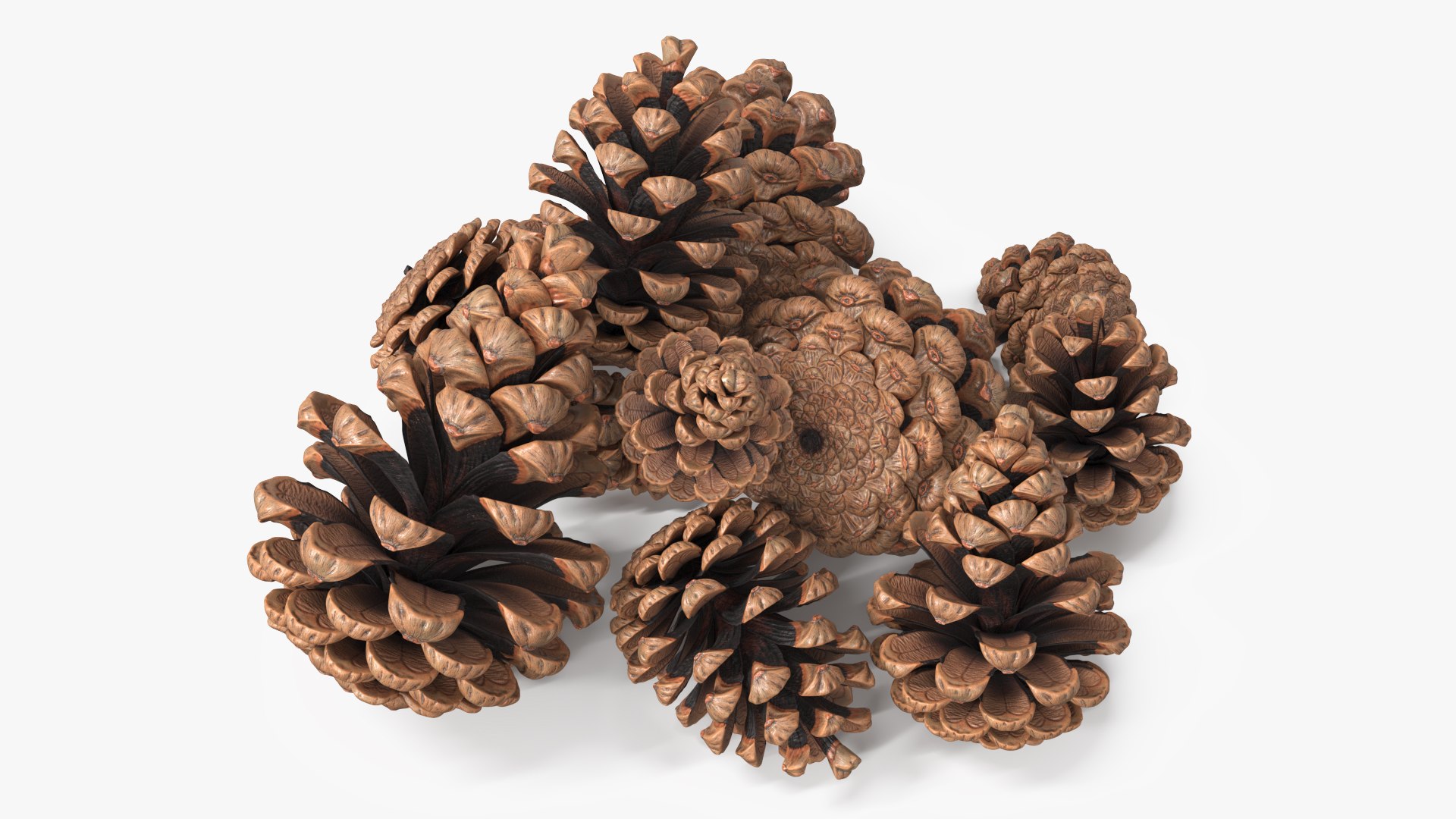 3D Pine Cones Pile with Open Scales Brown https://p.turbosquid.com/ts-thumb/Ug/DPVnta/PO/pine_cones_pile_with_open_scales_brown_005/jpg/1771317382/1920x1080/fit_q87/1bd9dee9aef38c177146d5b029440ad9a8068932/pine_cones_pile_with_open_scales_brown_005.jpg