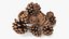 Pine Cones Pile with Open Scales Brown