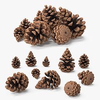 Pine Cones Pile with Open Scales Brown