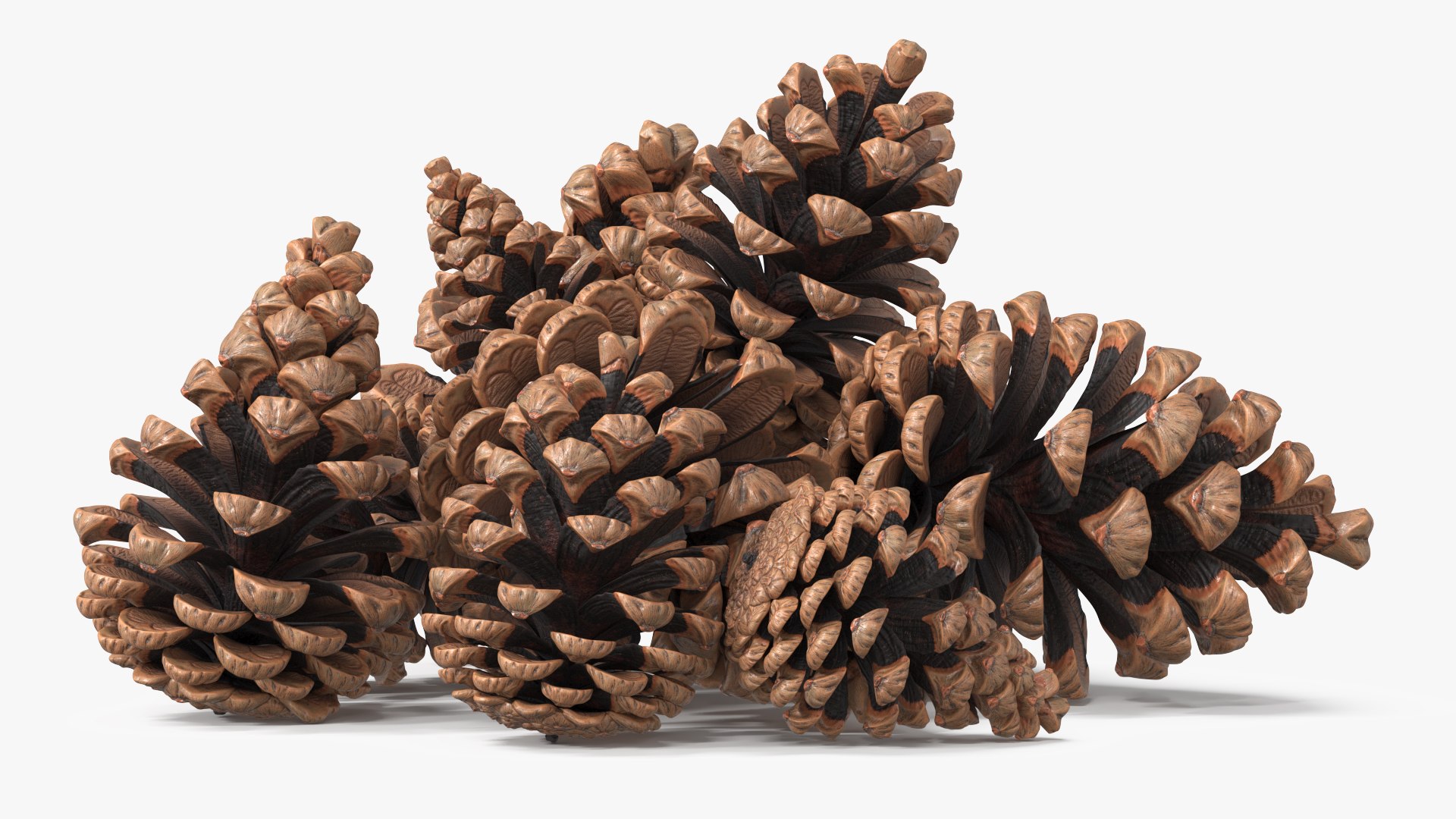 3D Pine Cones Pile with Open Scales Brown https://p.turbosquid.com/ts-thumb/Ug/DPVnta/Tb/pine_cones_pile_with_open_scales_brown_006/jpg/1771317385/1920x1080/fit_q87/c41bec3c9ccf648b3a8db3d4f3f8e1f2e4e4821f/pine_cones_pile_with_open_scales_brown_006.jpg