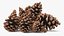 Pine Cones Pile with Open Scales Brown