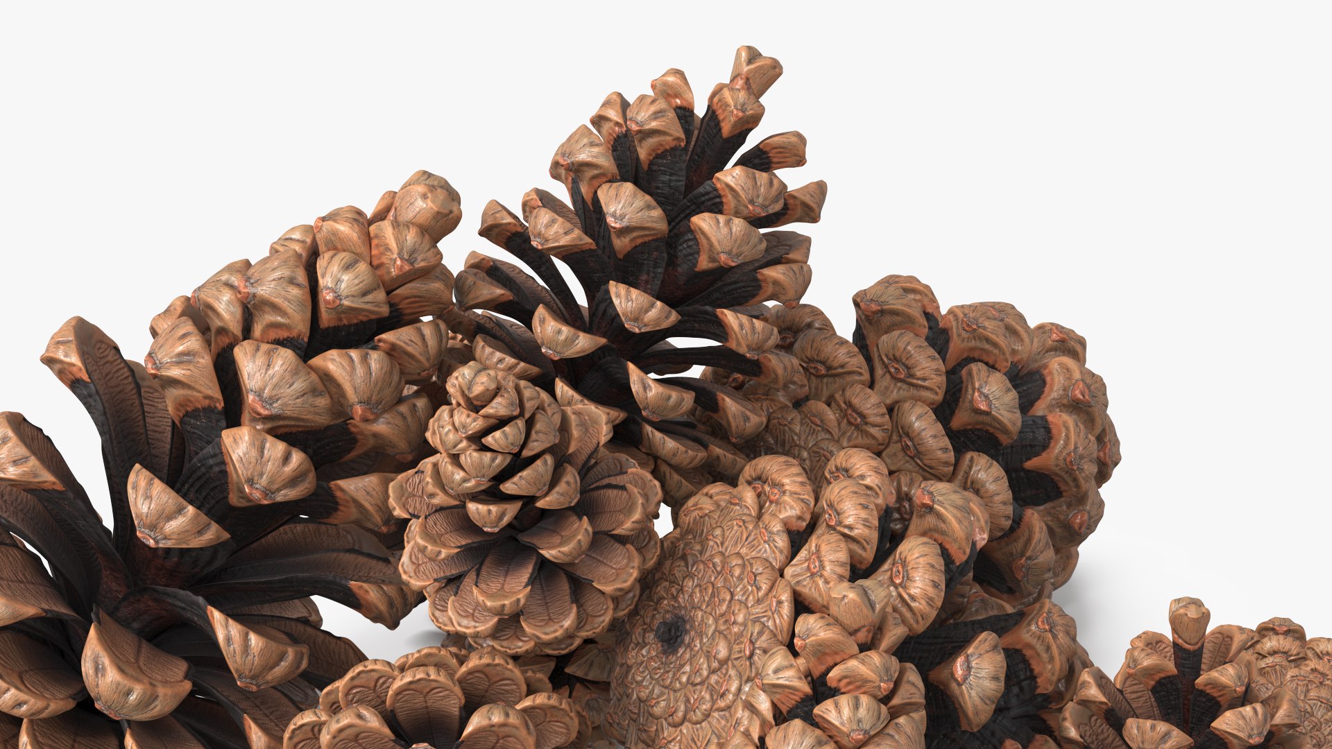 3D Pine Cones Pile with Open Scales Brown https://p.turbosquid.com/ts-thumb/Ug/DPVnta/X0/pine_cones_pile_with_open_scales_brown_008/jpg/1771317391/1920x1080/fit_q87/893c8e8278c31eb52ef6bded773e61ae22c878d7/pine_cones_pile_with_open_scales_brown_008.jpg