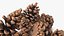Pine Cones Pile with Open Scales Brown