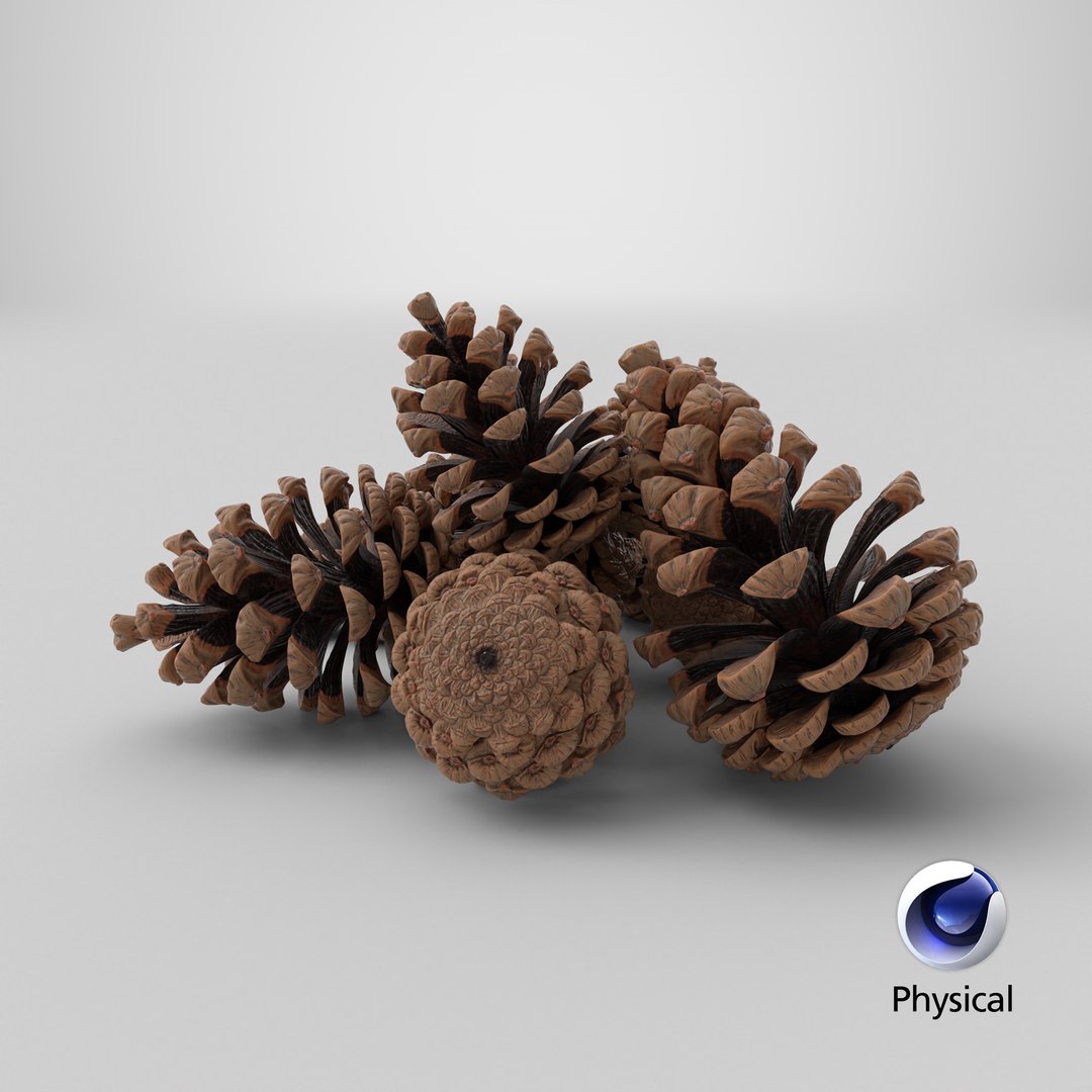 3D Pine Cones Pile with Open Scales Brown https://p.turbosquid.com/ts-thumb/Ug/DPVnta/YD/stemcell_cinema_4d_physical_render/png/1772473056/1920x1080/fit_q87/e0e4cf9431602e89b1845e22ffff82101b5ba50b/stemcell_cinema_4d_physical_render.jpg