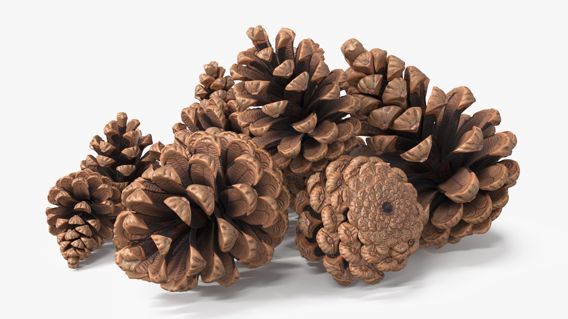 Pine Cones Pile with Open Scales Brown 3D model preview