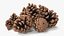 Pine Cones Pile with Open Scales Brown