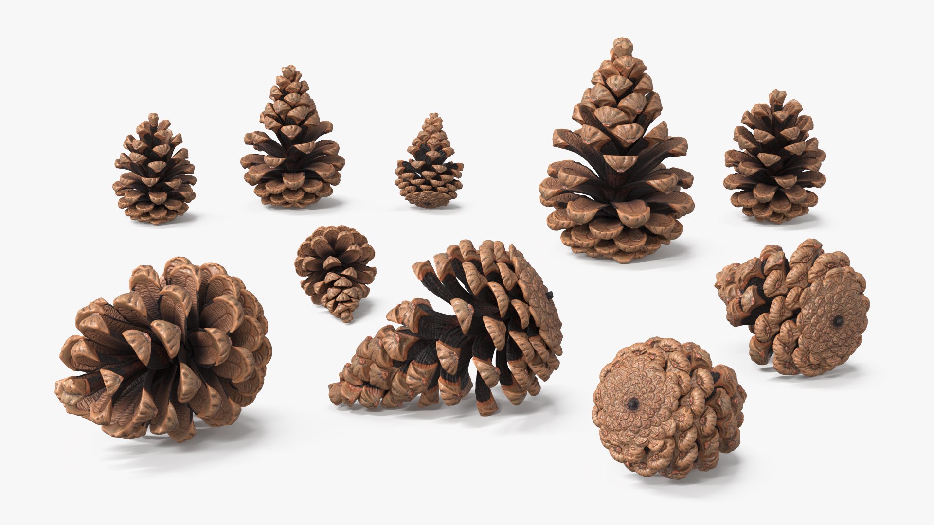 3D Pine Cones Pile with Open Scales Brown https://p.turbosquid.com/ts-thumb/Ug/DPVnta/dE/pine_cones_pile_with_open_scales_brown_009/jpg/1771317394/1920x1080/fit_q87/55944fd4de07a9c9932fa269076d3dc4198bf45f/pine_cones_pile_with_open_scales_brown_009.jpg