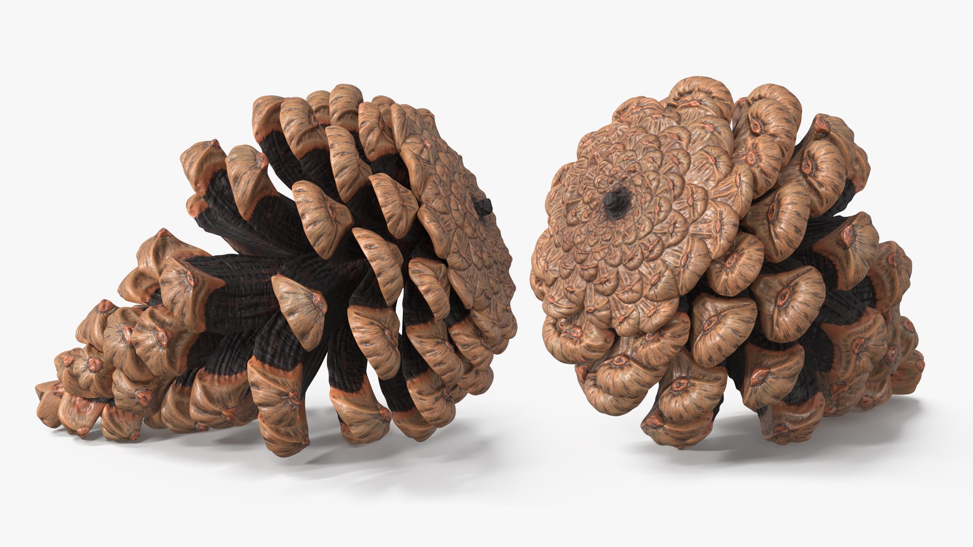 3D Pine Cones Pile with Open Scales Brown https://p.turbosquid.com/ts-thumb/Ug/DPVnta/eo/pine_cones_pile_with_open_scales_brown_010/jpg/1771317397/1920x1080/fit_q87/95cb4cef3e012e56a9663937f9f6d818d8650b6d/pine_cones_pile_with_open_scales_brown_010.jpg