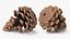 Pine Cones Pile with Open Scales Brown