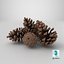 Pine Cones Pile with Open Scales Brown
