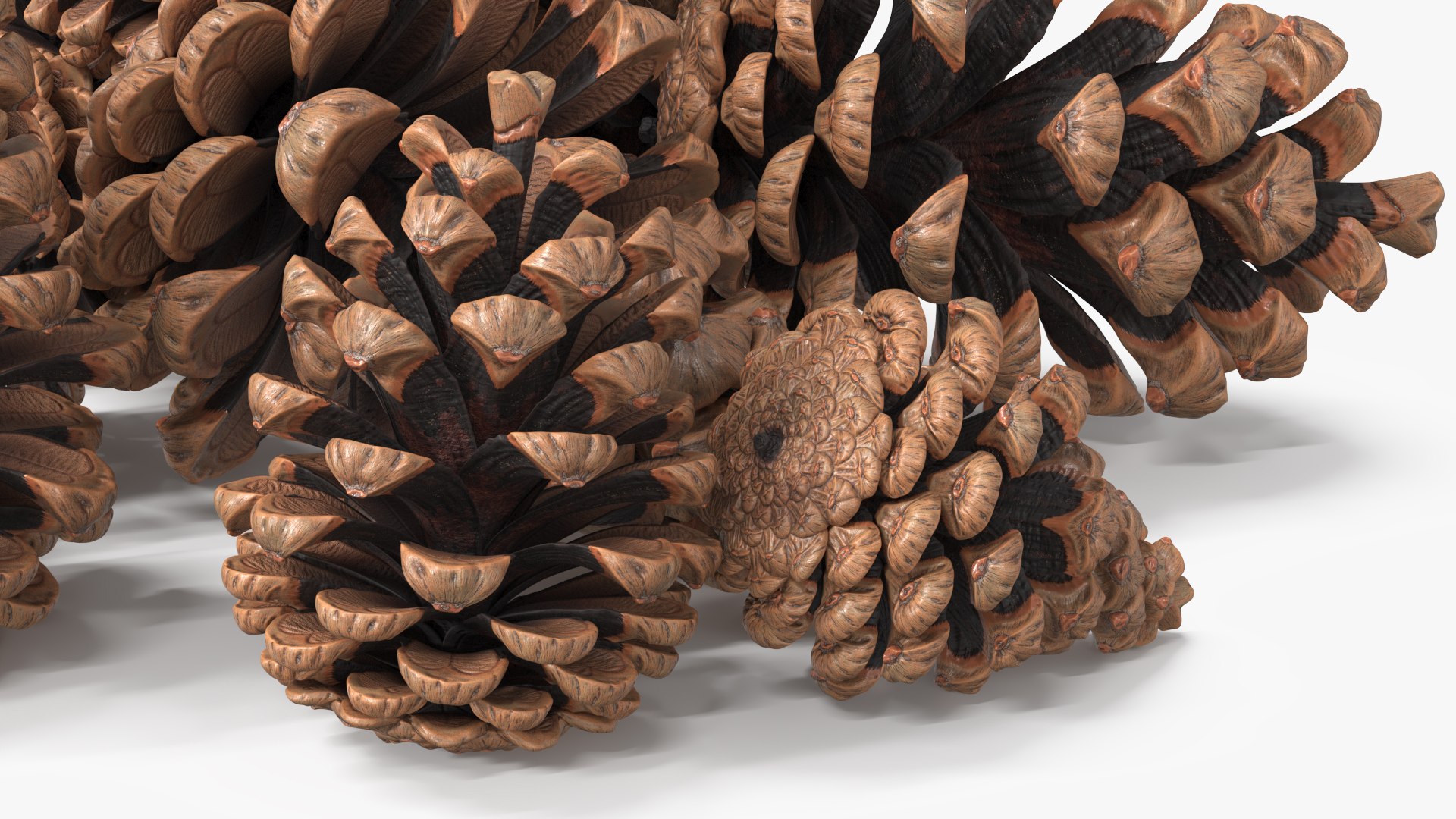 3D Pine Cones Pile with Open Scales Brown https://p.turbosquid.com/ts-thumb/Ug/DPVnta/hr/pine_cones_pile_with_open_scales_brown_007/jpg/1771317388/1920x1080/fit_q87/411eacbc74e4e9e19ffd4b67b6ff210c9f54f449/pine_cones_pile_with_open_scales_brown_007.jpg
