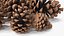 Pine Cones Pile with Open Scales Brown