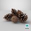 Pine Cones Pile with Open Scales Brown