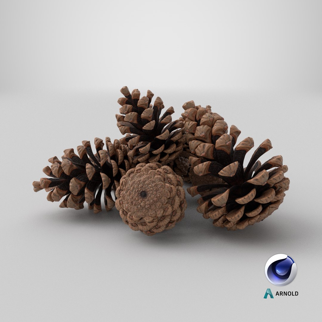 3D Pine Cones Pile with Open Scales Brown https://p.turbosquid.com/ts-thumb/Ug/DPVnta/me/stemcell_cinema_4d_arnold_render/png/1772473055/1920x1080/fit_q87/7261d359b34dfab3aa2c83c26e68fed90ca7d92b/stemcell_cinema_4d_arnold_render.jpg