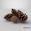 Pine Cones Pile with Open Scales Brown