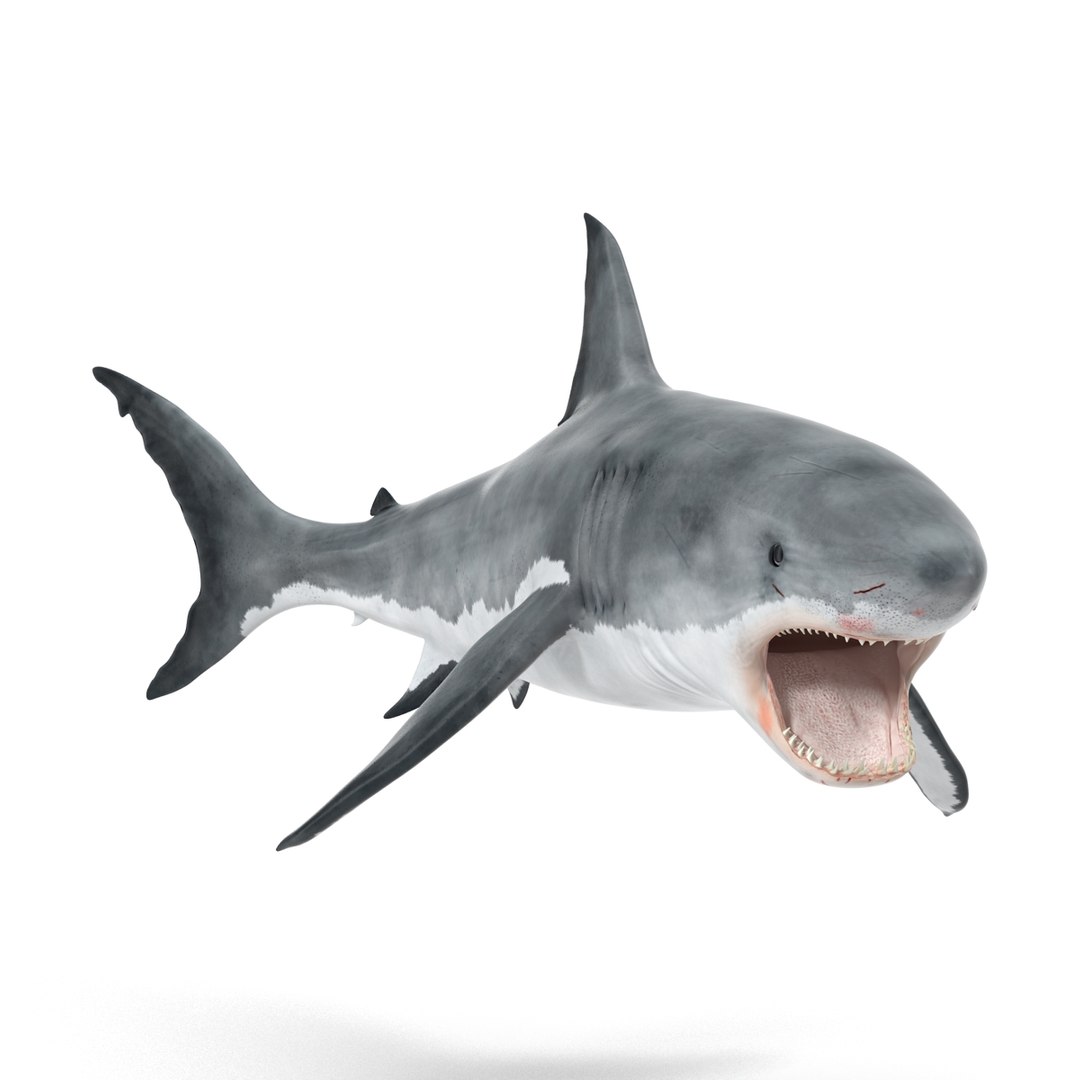 3d model great white shark rigged https://p.turbosquid.com/ts-thumb/Ug/EPqSJO/2jLJx1v0/greatwhitesharkriggedcinemac4d3dmodel10/jpg/1479308131/1920x1080/fit_q87/effd5b08eaba415654222ce30c23581402a3d5f6/greatwhitesharkriggedcinemac4d3dmodel10.jpg