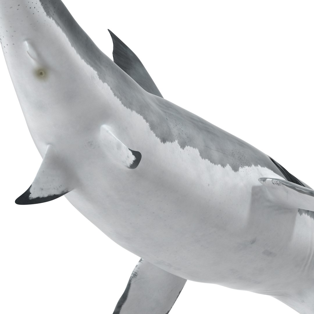 3d model great white shark rigged https://p.turbosquid.com/ts-thumb/Ug/EPqSJO/4FcxnjCH/greatwhitesharkriggedcinemac4d3dmodel27/jpg/1479308131/1920x1080/fit_q87/63c0a332b544abee37ca98d2fd6b3bc5ecc3c972/greatwhitesharkriggedcinemac4d3dmodel27.jpg