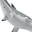 Great White Shark Rigged per Cinema 4D
