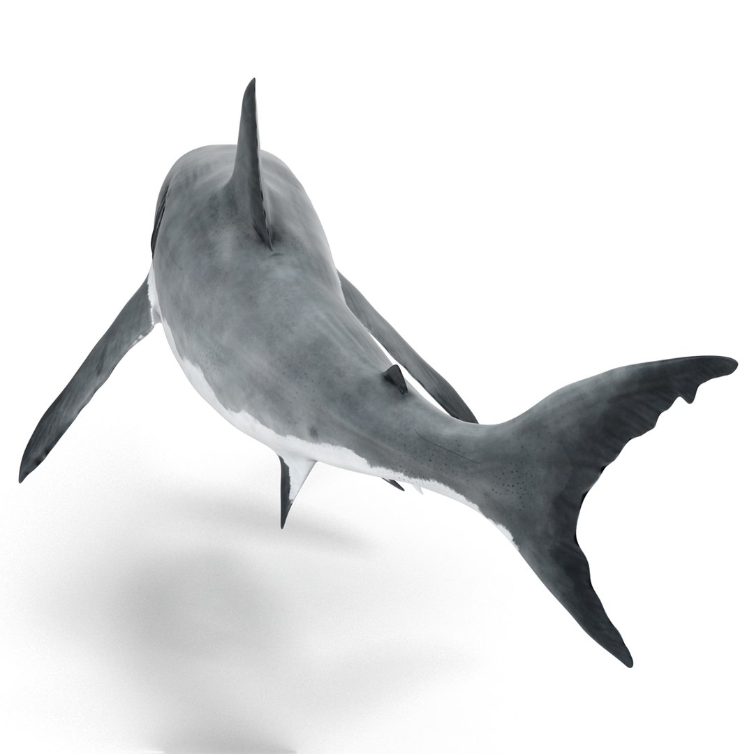 3d model great white shark rigged https://p.turbosquid.com/ts-thumb/Ug/EPqSJO/6r4sLeMS/greatwhitesharkriggedcinemac4d3dmodel11/jpg/1479308131/1920x1080/fit_q87/b2b46535ebbc4f3d4900a7039910f5c5d1696257/greatwhitesharkriggedcinemac4d3dmodel11.jpg